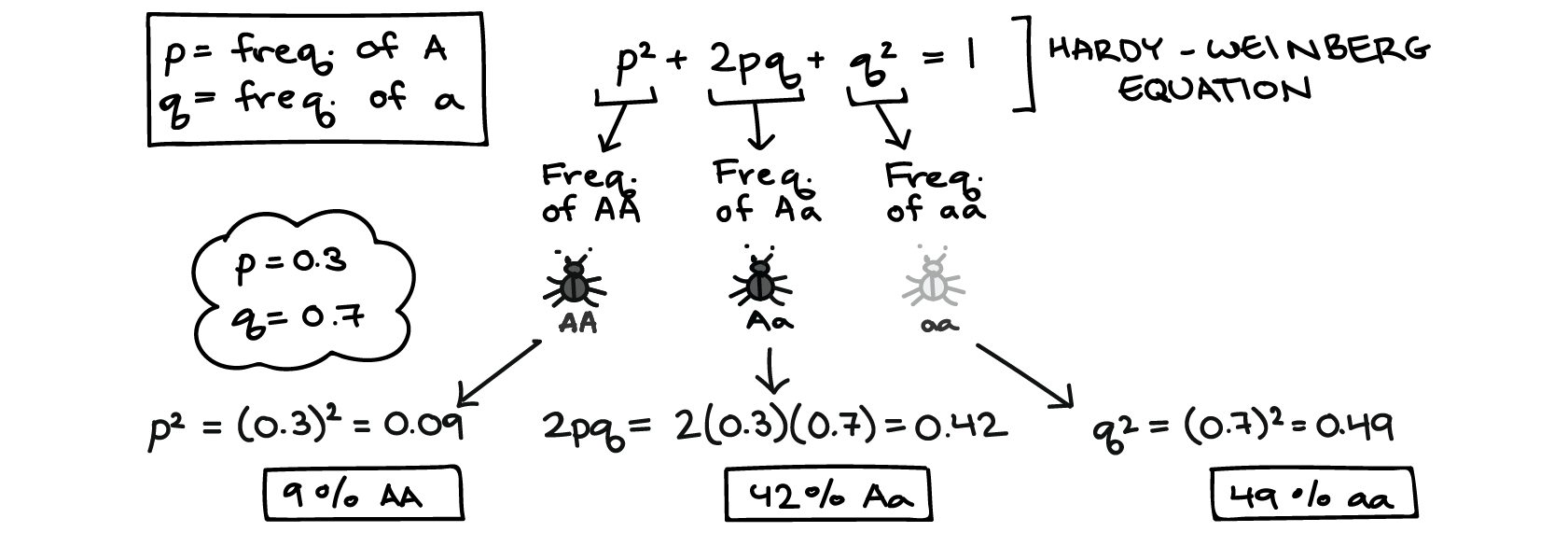 Hardy Weinberg Equation Help Gestion Des Risques Interculturels Com