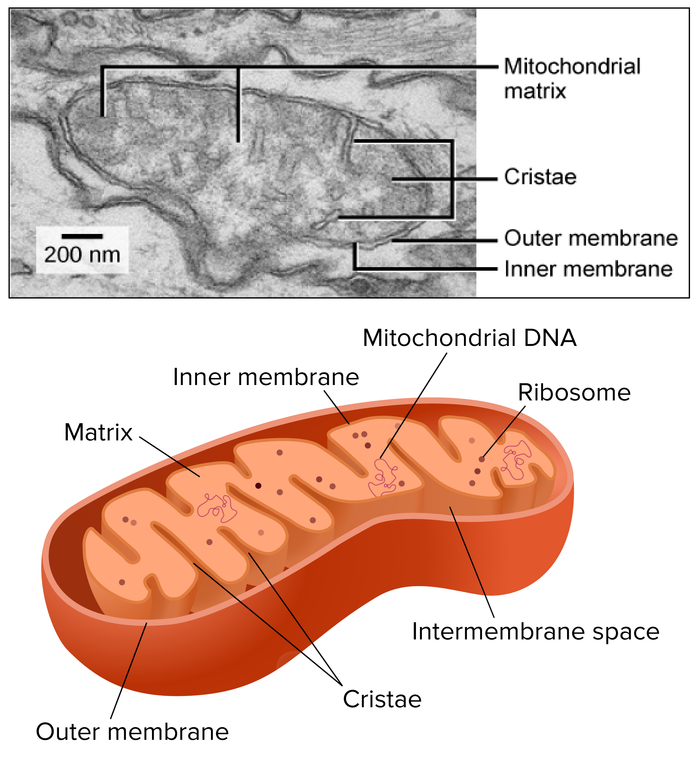 What cell has the most mitochondria?