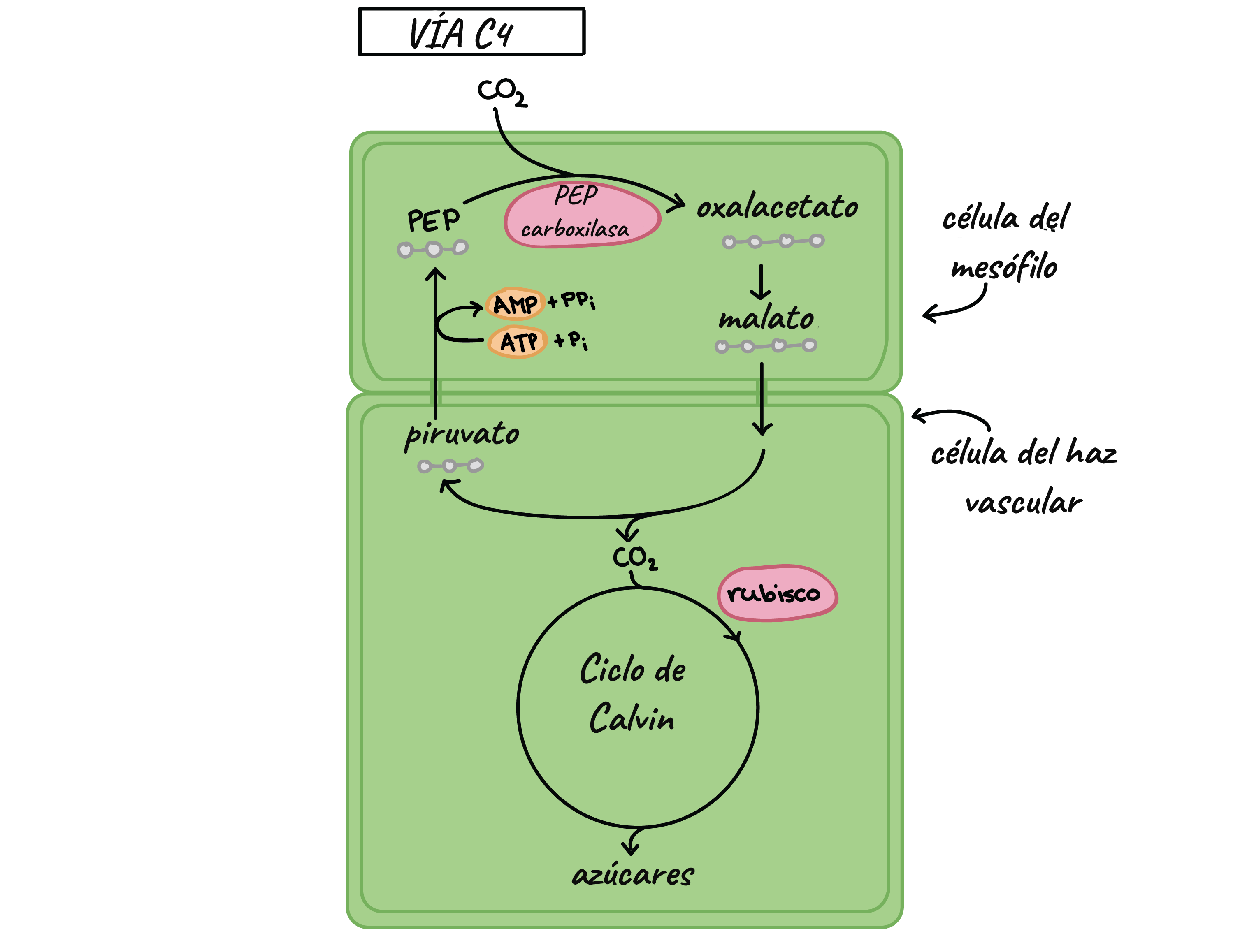 C4 Pathway. C3 c4 Plants. C3 и c4 фотосинтез схема. C3 c4 фотосинтез.