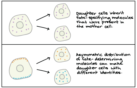 cell specialization definition
