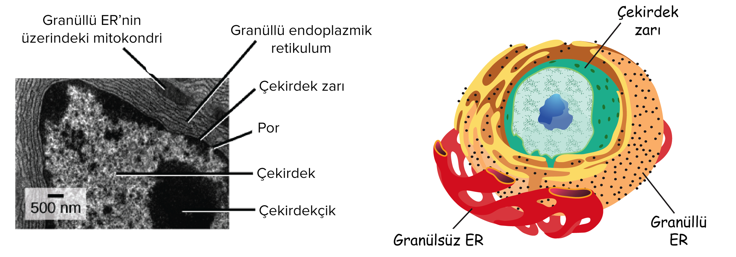 Organeller ... Fonksiyonlar, organellerin yapısı Organeller ... Fonksiyonlar, organellerin yapısı