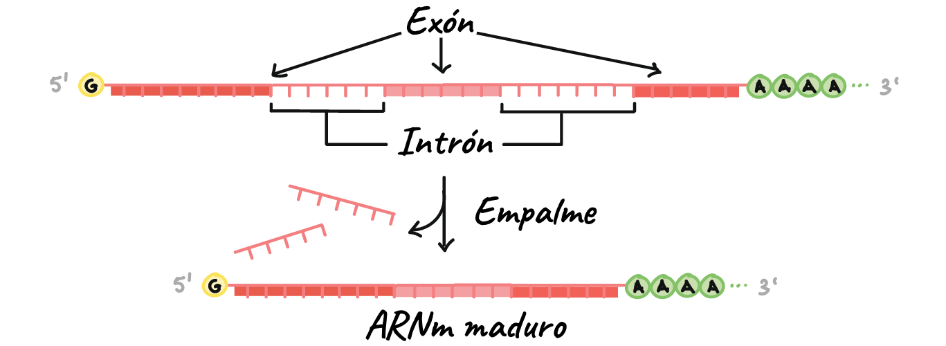 how to identify exon and intron in sequence bioedit