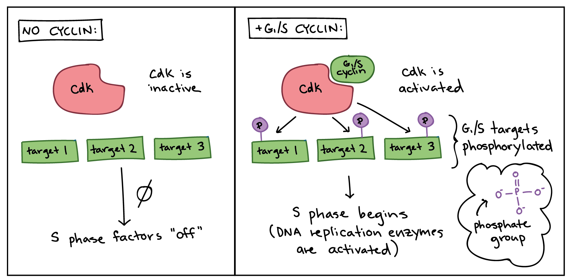 Cyclin cdk complex activation products Telegraph