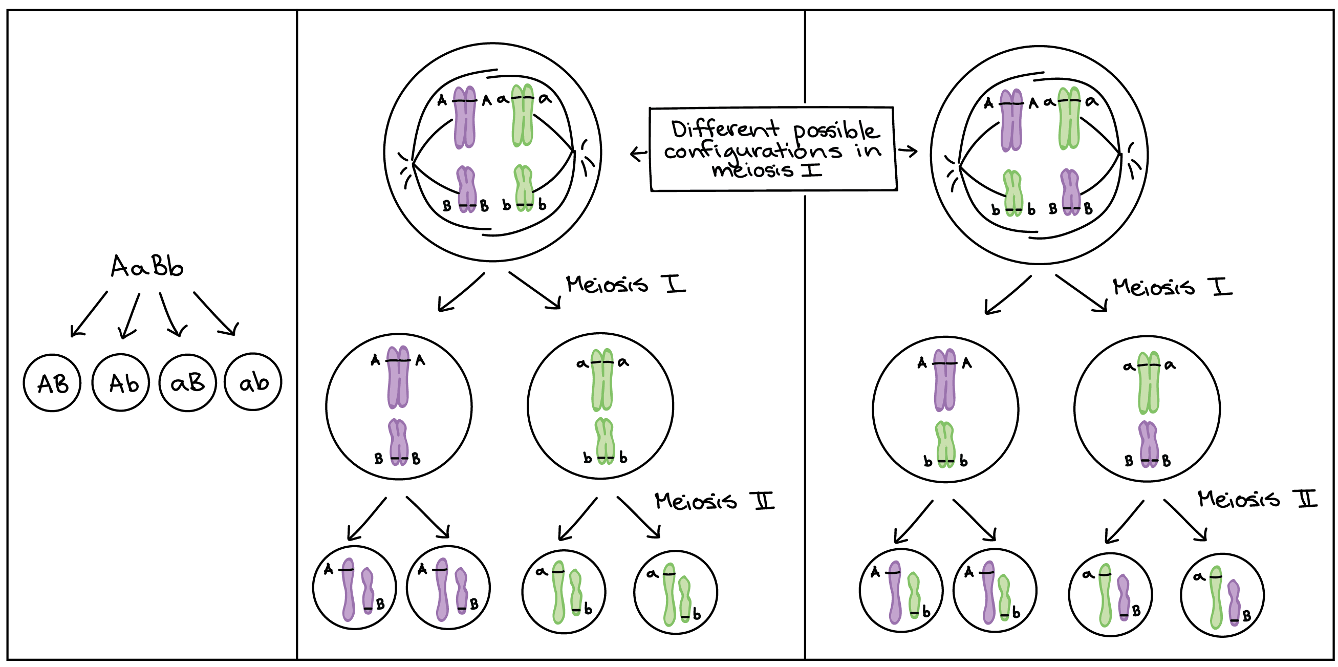 What does the chromosomal theory of heredity 6 What does the chromosomal theory of heredity 88