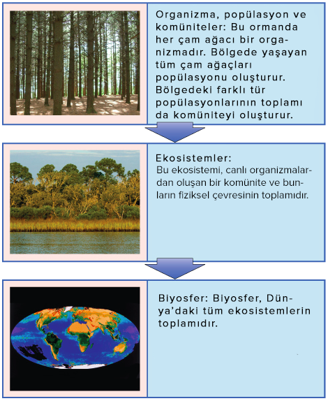 Biyosfer ... Temel tanımlar Biyosfer ... Temel tanımlar