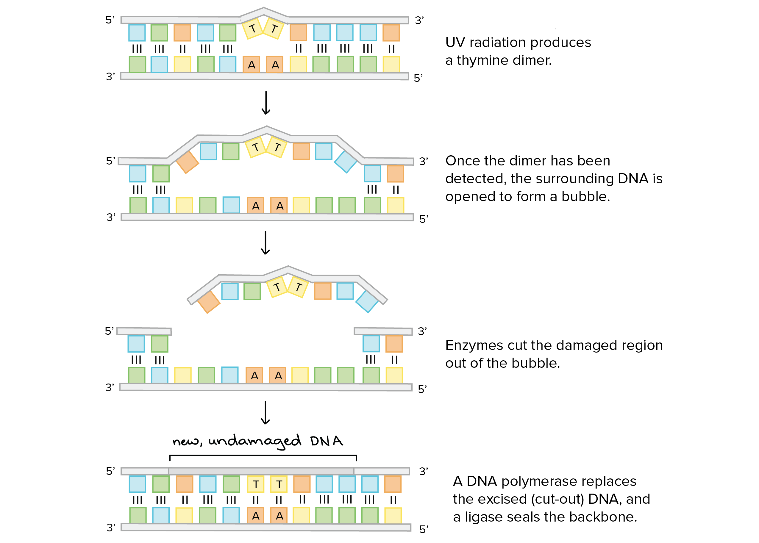 khan academy molecular biology