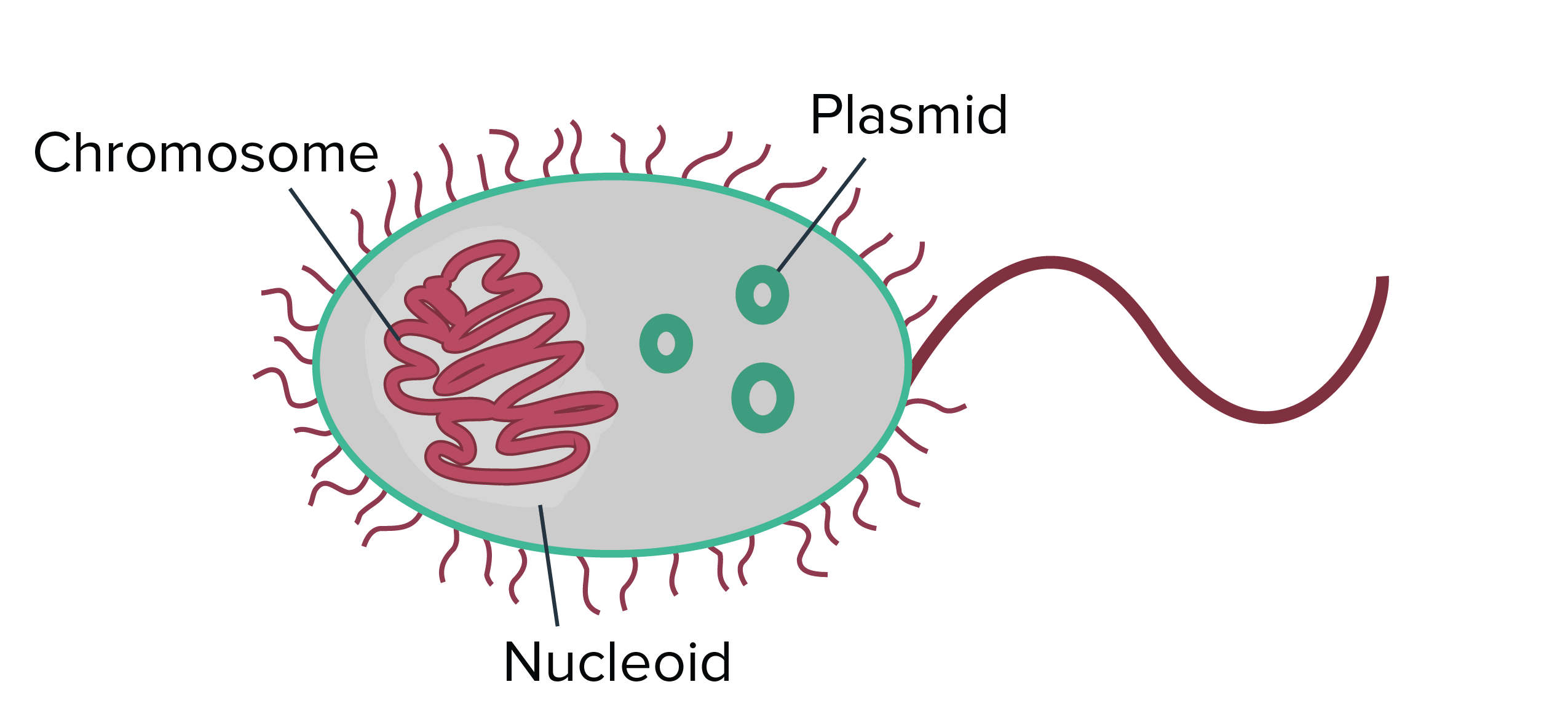 Parts of the cell Flashcards | Easy Notecards