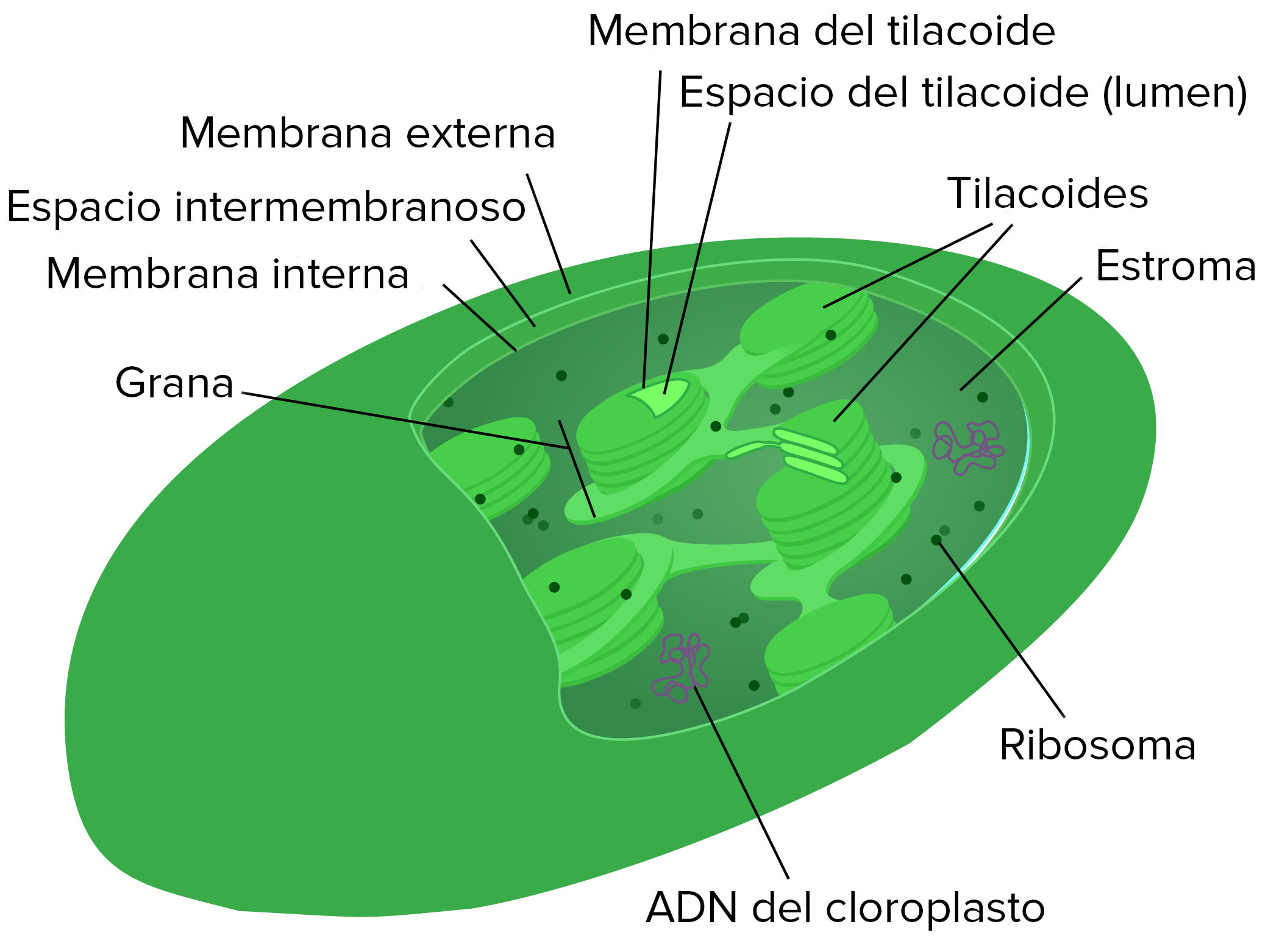 Estructura de los cloroplastos en la fotosintesis 19 Estructura de los cloroplastos en la fotosintesis 45