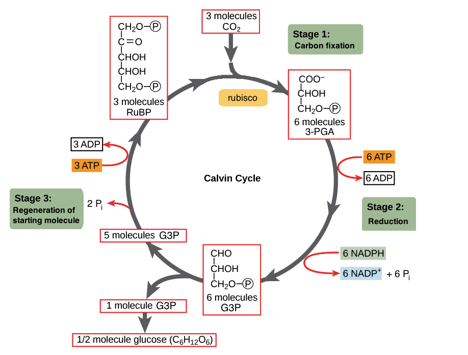 part carbon diagram dioxide c for phase molecule the is  produced What  in stroma? Socratic