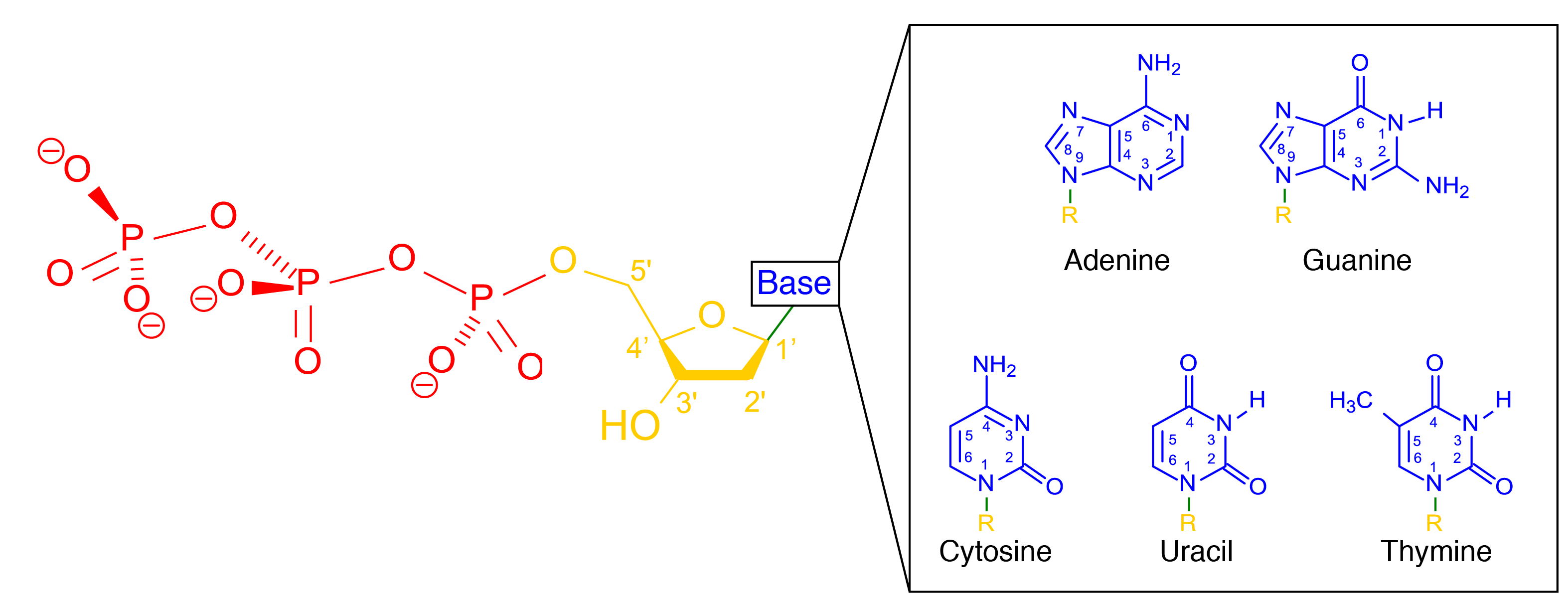 What type of bond holds nitrogen bases together?