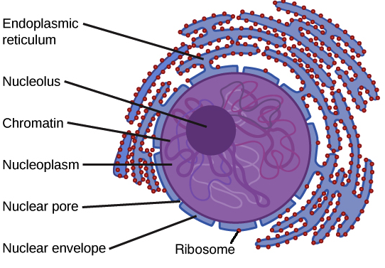 Image result for nucleus diagram a level