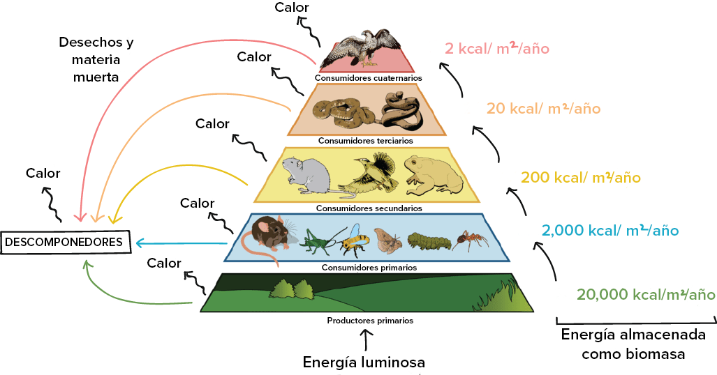 Resultado de imagen para cadena trofica ecológica