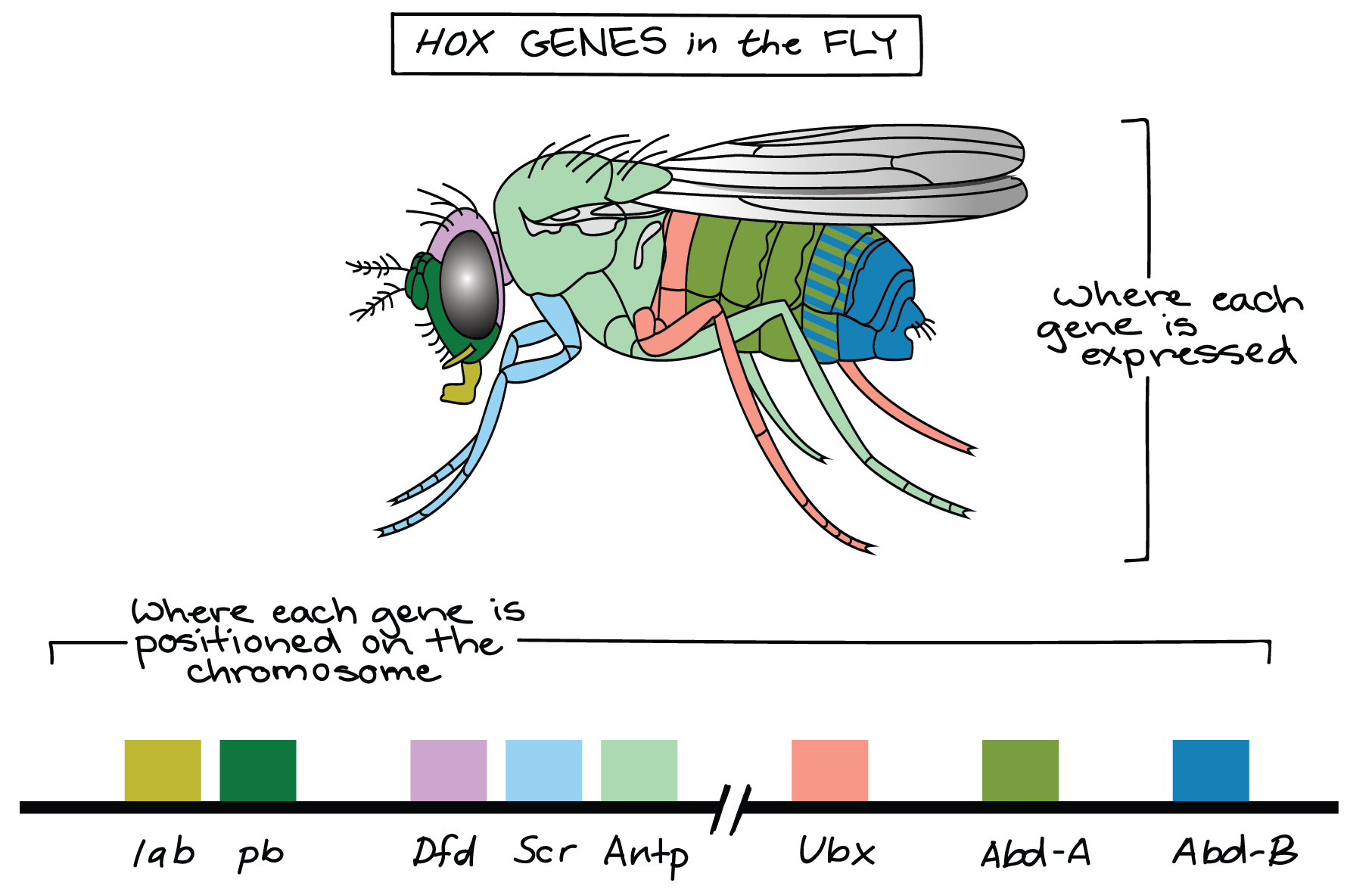 The Human Evolution Coloring Book Homeobox Genes