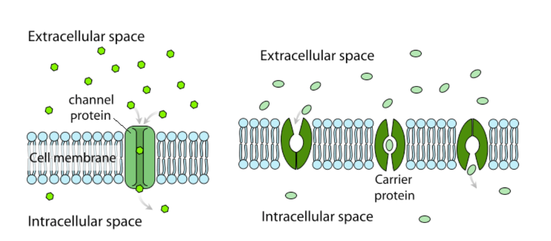 sodium potassium pump video khan academy na it works how and why download