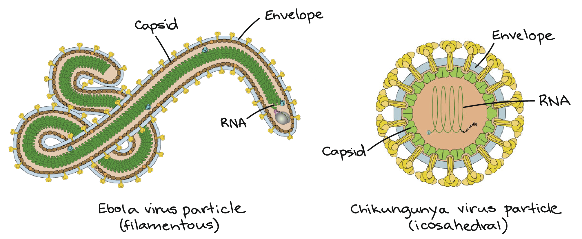 Microorganisms examples types bacteria and viruses 