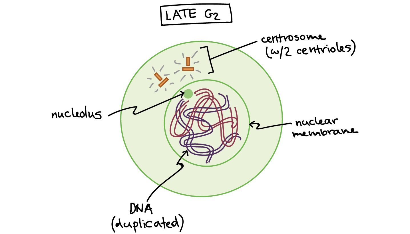 What happens if a cell undergoes mitosis but not cytokinesis?