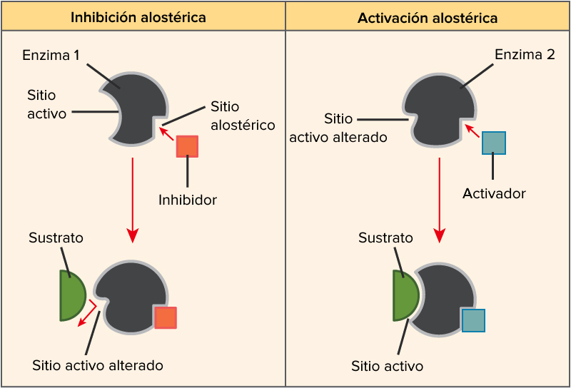 Inhibicion Alosterica Pdf 3847