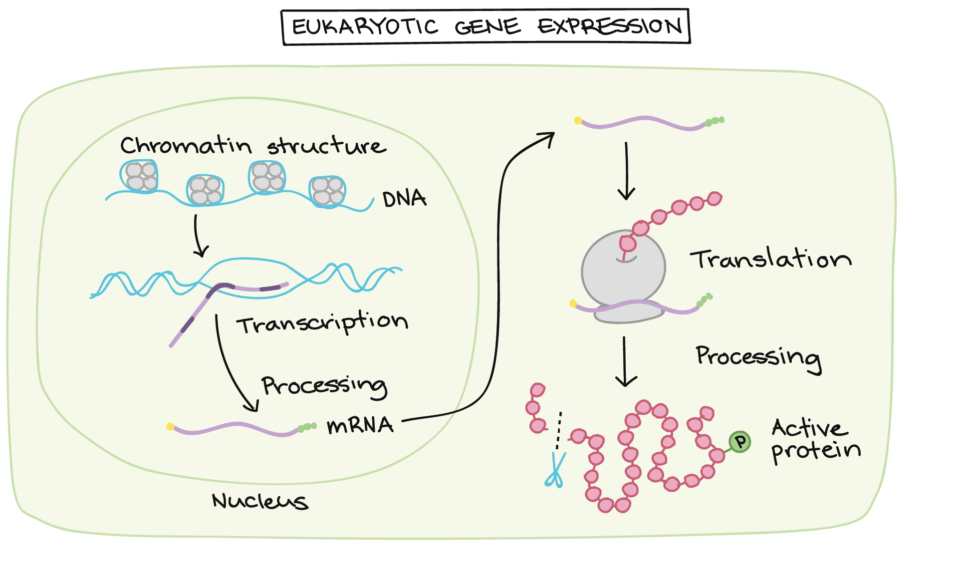 Chromatin Structure And Gene Expression Chromatin Structure And Gene Expression