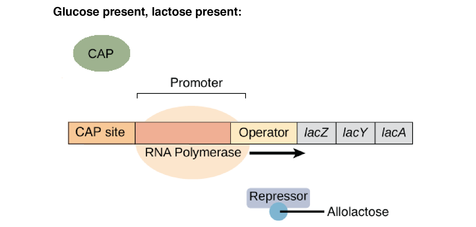 the lac operon article gene regulation khan academy how lac operon works