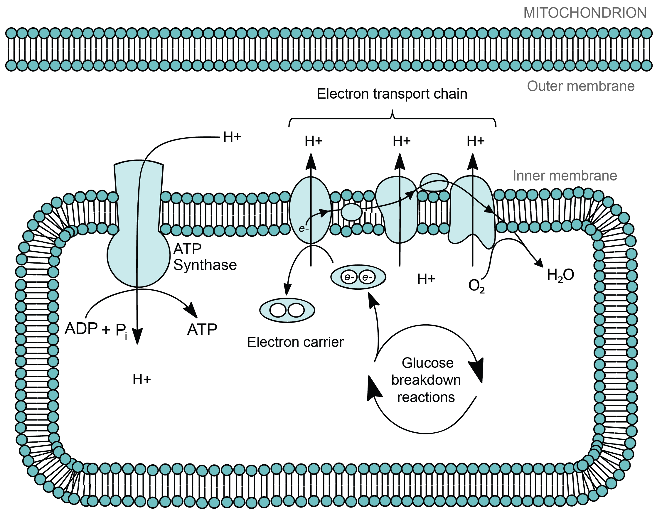 What do mitochondrial and thylakoid membranes have in common?