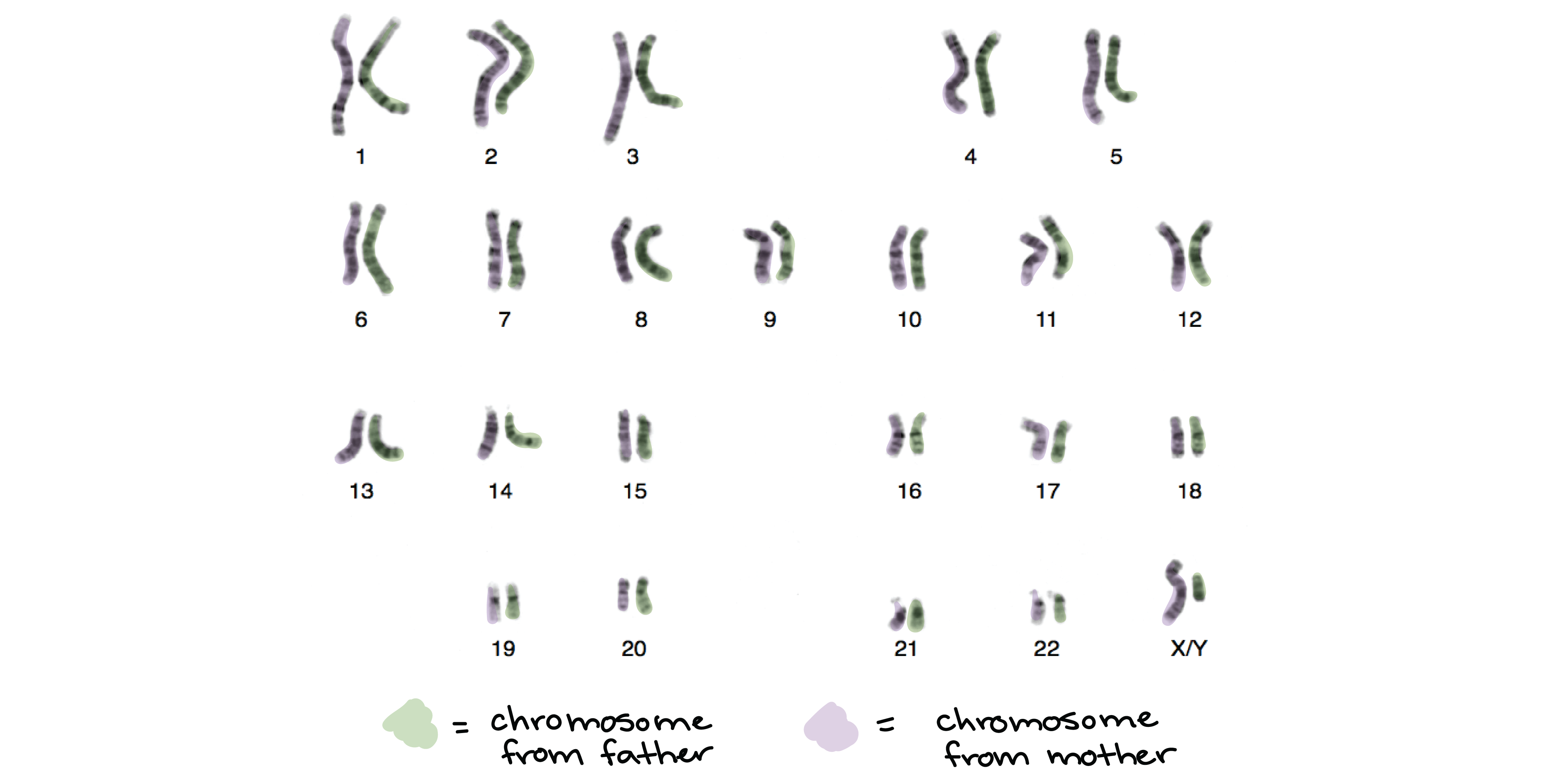 Worksheet Karyotyping Worksheet Grass Fedjp Worksheet Study Site