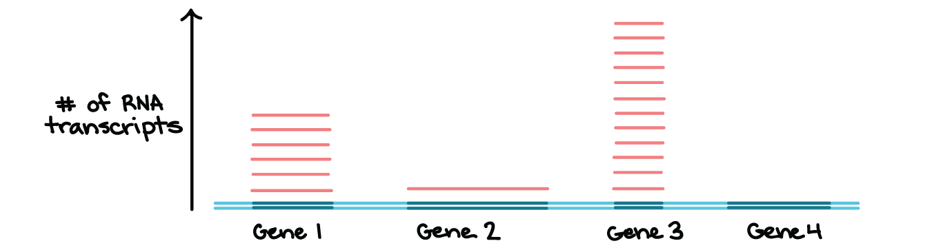 transcription biology