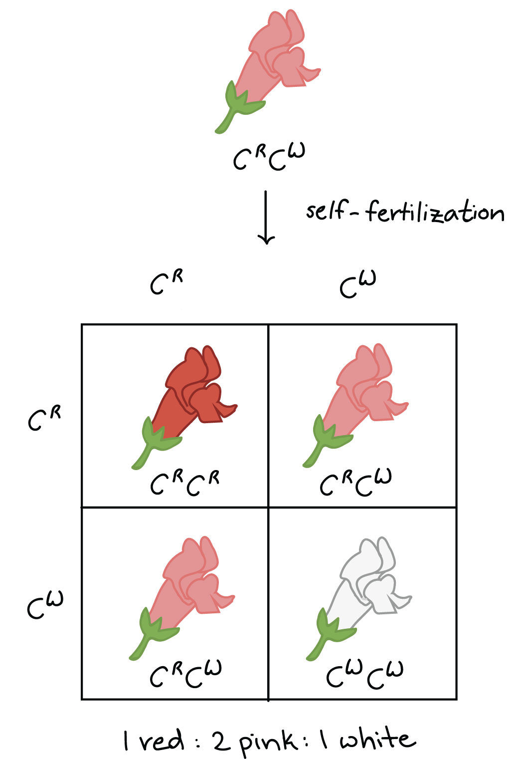 incomplete-and-codominance-worksheet