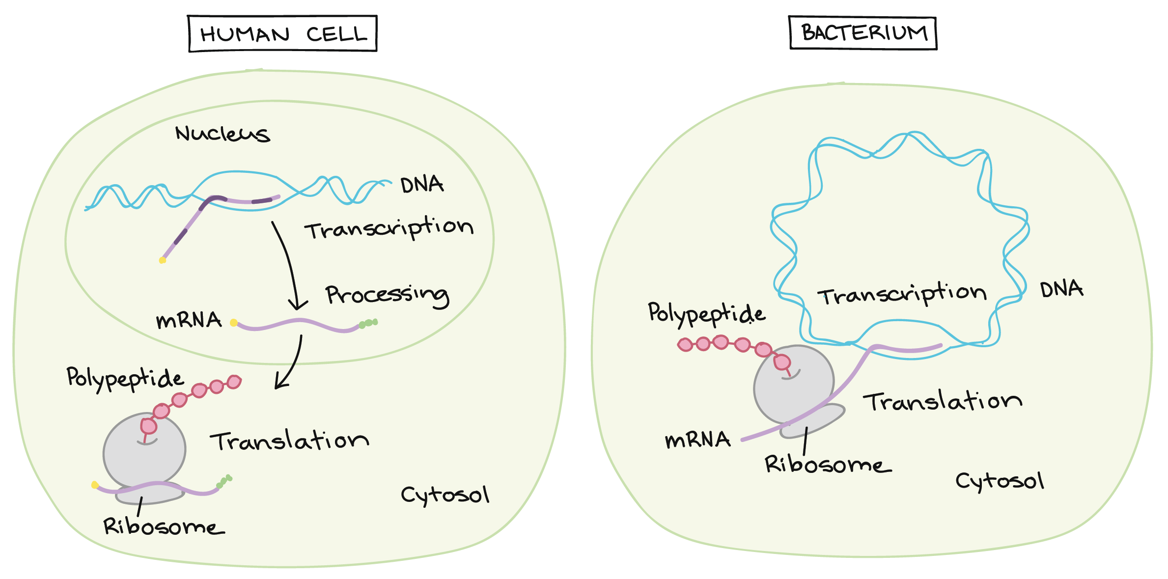 Proteins Synthesis Translation Worksheet Answers - Worksheet List