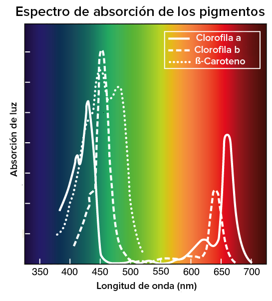 LA NUEVA GEOGRAFIA DE GAIA: LONGITUD DE ONDA DE LA LUZ SOLAR