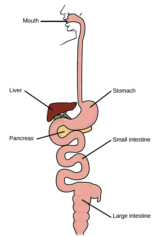 Which organ system contains the liver?