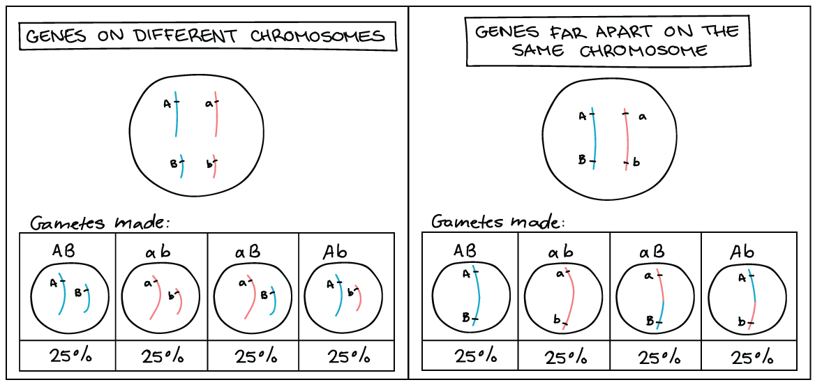 recombination frequency and gene mapping practice khan academy gene mapping problems