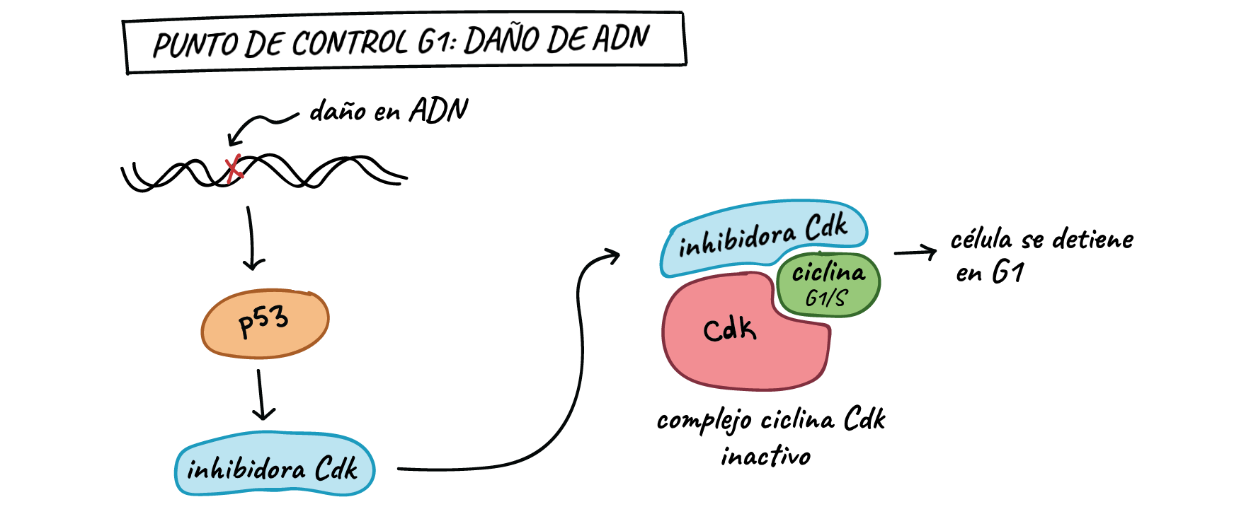 Diagrama simplificado de cómo p53 detiene el ciclo celular en el punto de control G1/S. p53 se activa mediante el daño del ADN y causa la producción de un inhibidor de Cdk, que se une al complejo de ciclina Cdk-G1/S y lo inactiva. Esto detiene la célula en G1 y evita que entre  a la fase S, dando tiempo para que el daño en el ADN se repare.