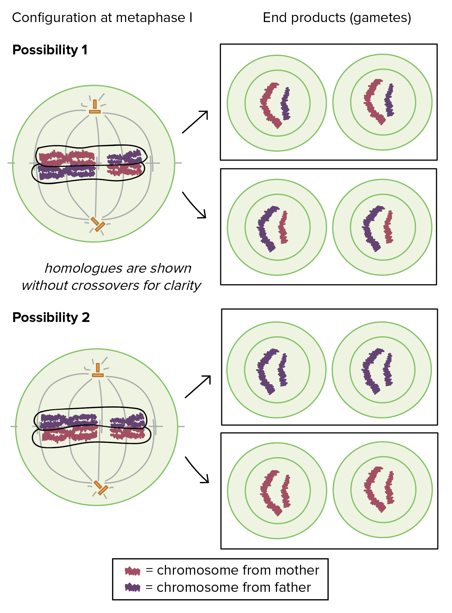 What is a simple explanation of meiosis for dummies?