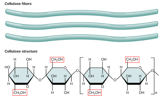 Glycosidic Linkages In Amylose Diet