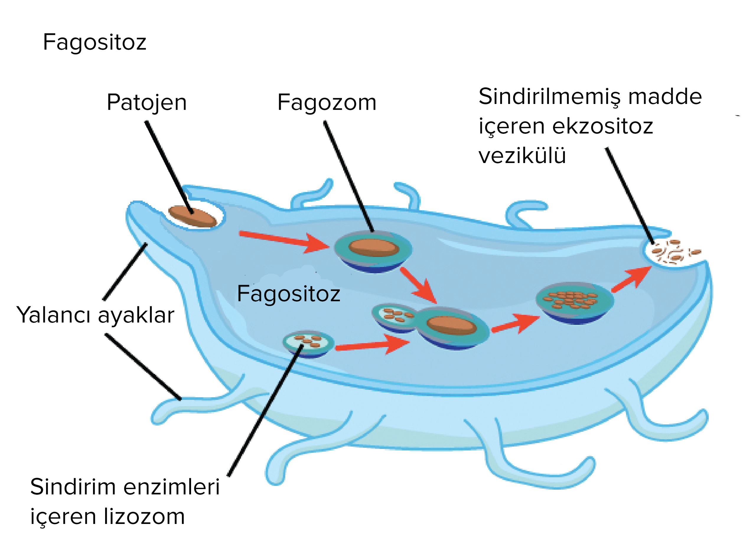 Organeller ... Fonksiyonlar, organellerin yapısı Organeller ... Fonksiyonlar, organellerin yapısı