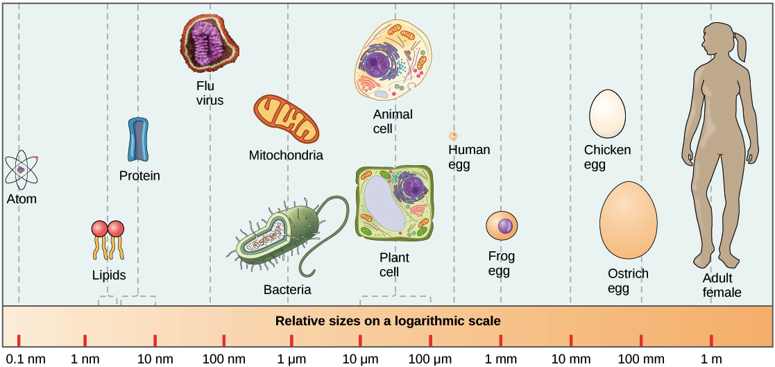 Organelles in eukaryotic cells pdf