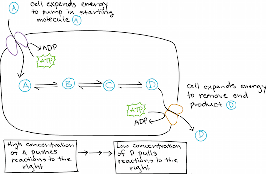 free energy article energy and enzymes khan academy select the highest energy form of adenosine from the following images