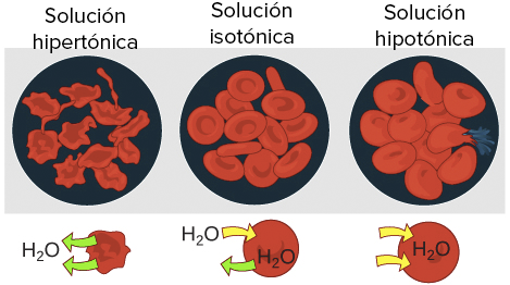 Resultado de imagen para celula humana en una solucion hipotonica