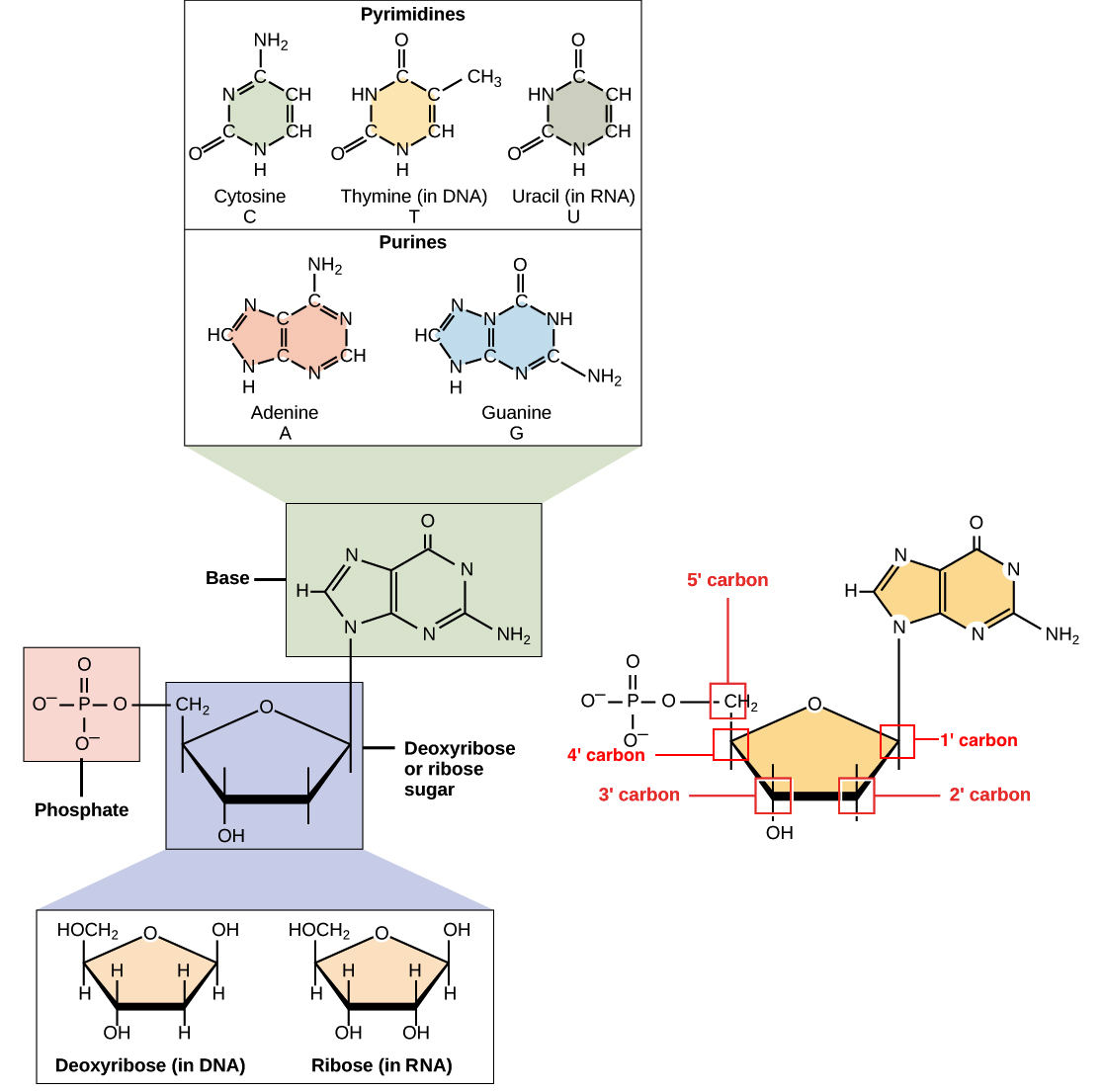 Dna rna nucleotides homework help