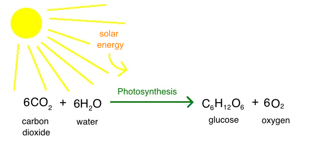 What is the role of H2O in photosynthesis?