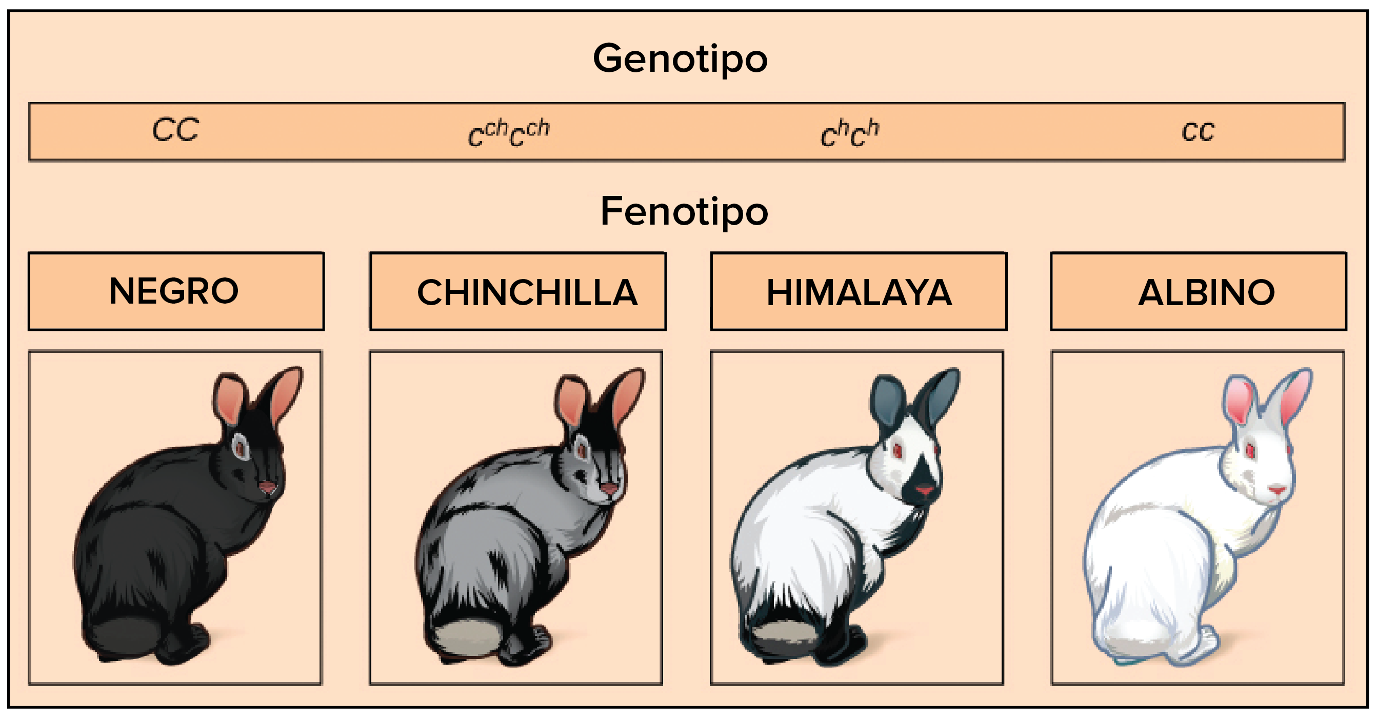 De Acordo Com As Leis De Mendel Individuos Com Genotipo