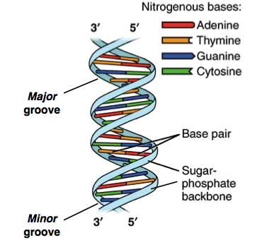 Image result for picture of the DNA