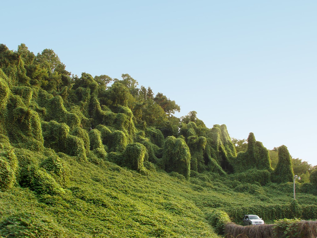 invasive plants
