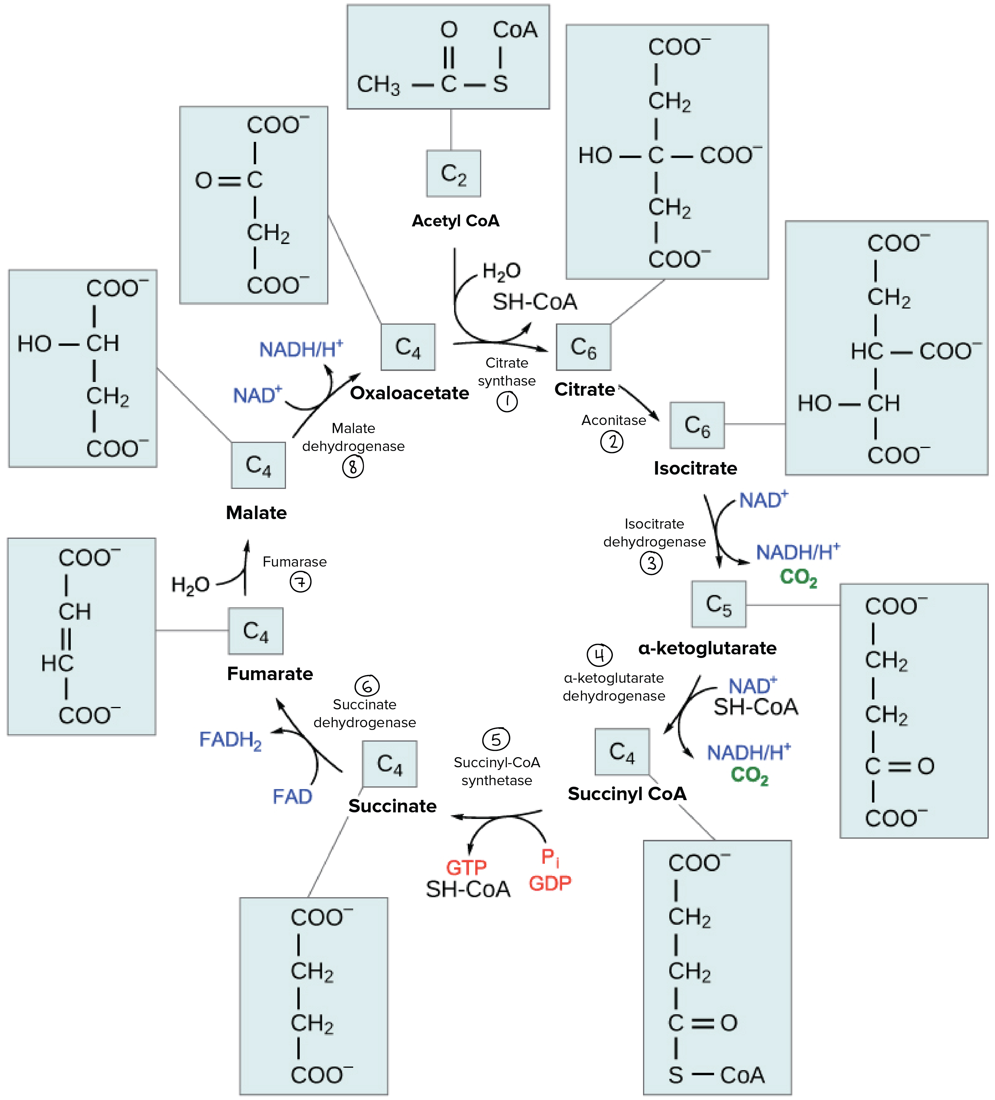 Ciclo Di Krebs 9680