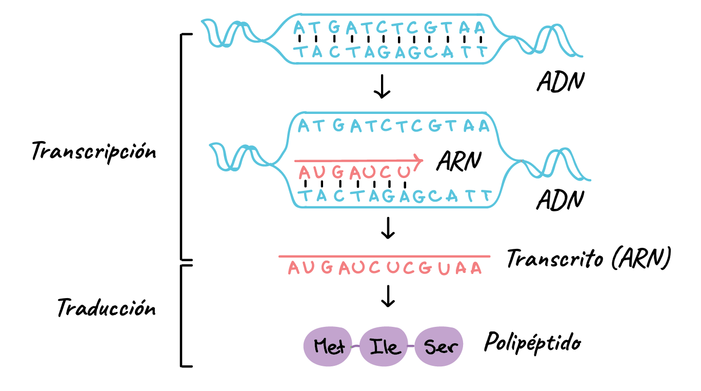 Resultado de imagen para transcripcion del adn