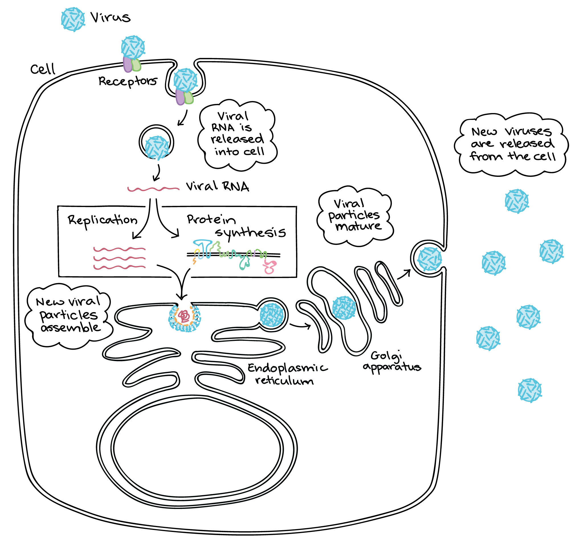 Cell Diagram To Incorporate Circle In Code Images - How To 