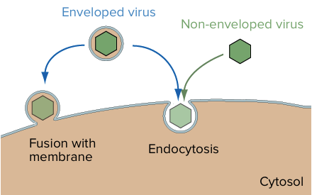 Virus into. Michelangelo вирус. Entry of the virus into the Cell. Enveloped.