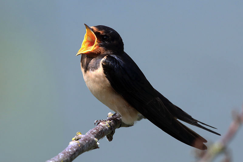animal communication