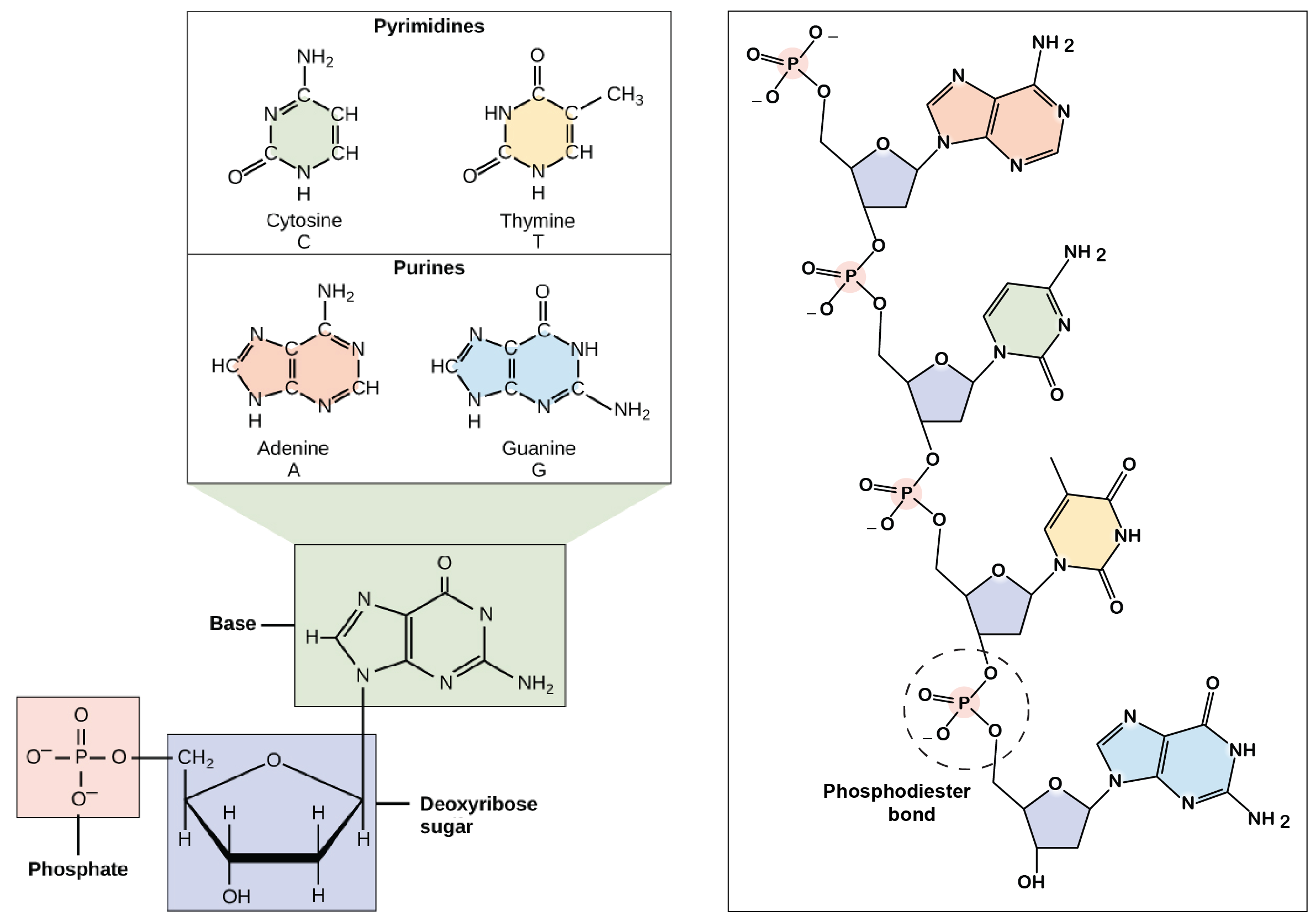 nucleotide sequence comparison