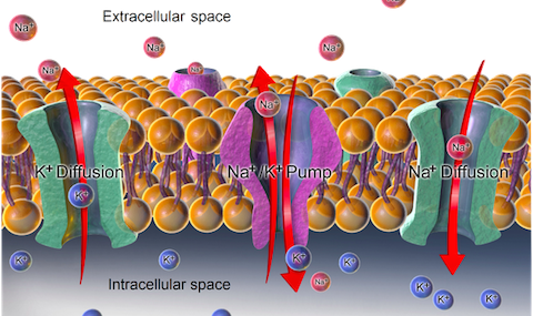 types of passive transport